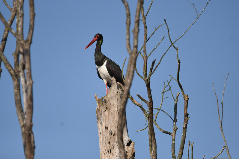 कालो गरुड