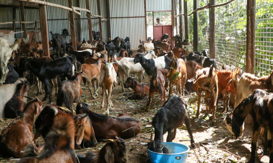 जुम्लामा दसैँको समयमा मात्रै १६ करोड बढीका भेडा तथा खसीबोकाको कारोबार