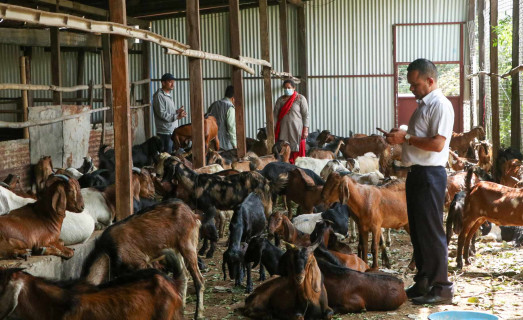 खाद्य सामग्री बिक्री बन्द गरेर खसीबोका र च्यांग्रा बेच्दै (तस्बिरहरू)