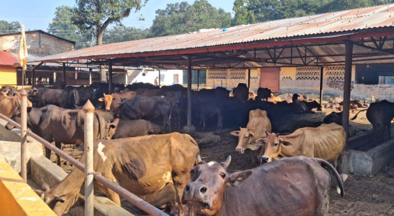 स्थानीय जातका गाई संरक्षण गर्न एक करोडको कोष