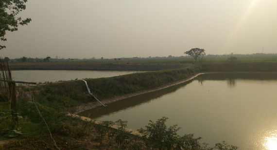 चार करोड २५ लाख भुरा उत्पादन