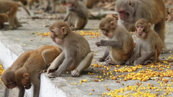 बाँदरको हैरानी– बन्ध्याकरण गाह्रो‚ निर्यात गर्न कानुनी अप्ठ्यारो