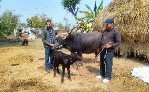 मुर्रा राँगाको वीर्य परीक्षण सफल