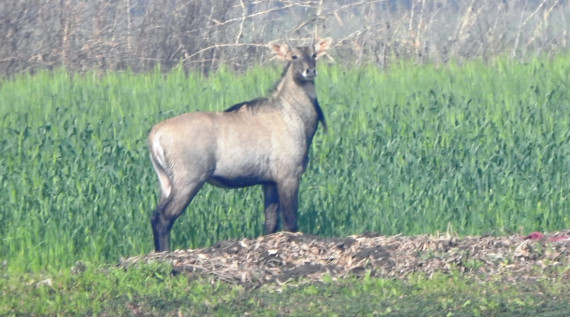 नीलगाई