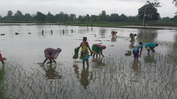 तराईमा रोपाइँको चटारो (८ तस्बिर)