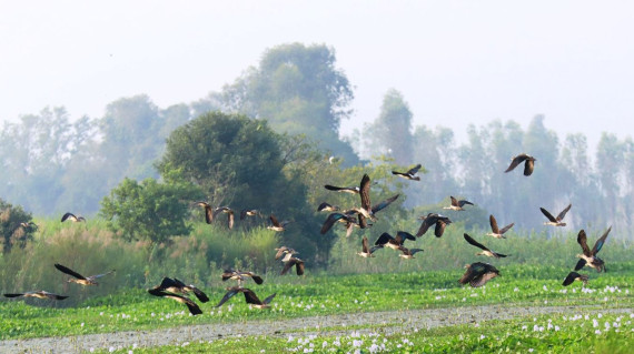 साइबेरियाका चरा कैलाली–कञ्चनपुरमा