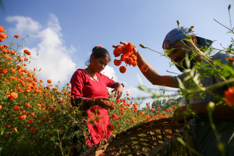 तिहारका लागि फूल टिप्दै किसान (तस्बिरहरू)