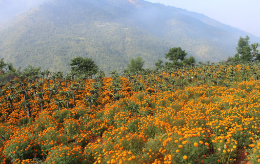 ड्रागन फ्रुटसँगै सयपत्री फूलको खेती