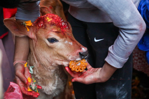 गाईको पूजा (तस्बिरहरू)