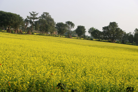 फुल्यो तोरी