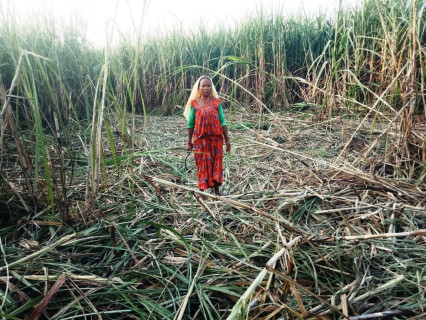 उखु किसानको बक्यौता ‘तत्काल’ भुक्तानी दिइने