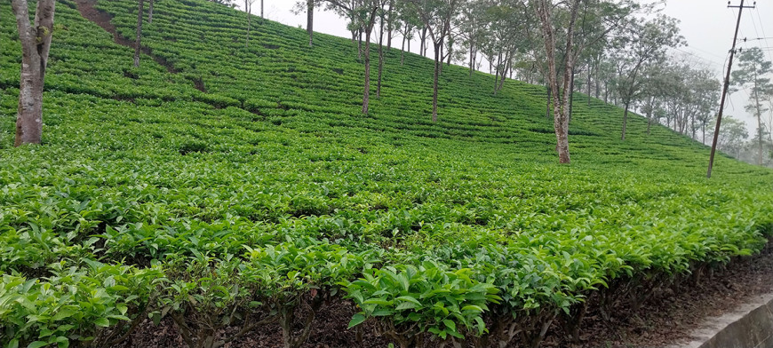 झापाबाट एघार करोडको चिया निर्यात