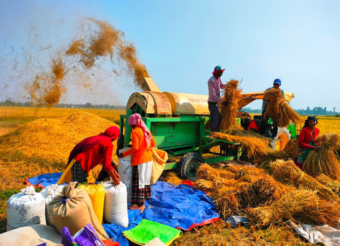 दाङमा धान उत्पादन बढ्यो