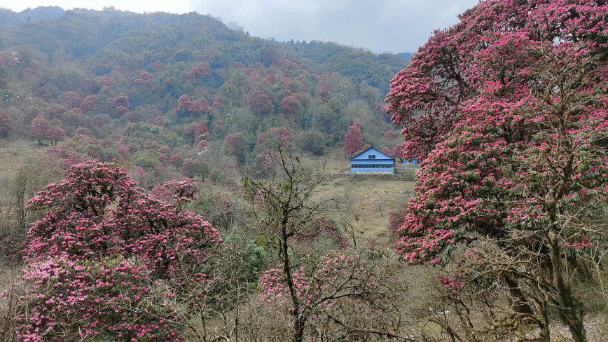 घोरेपानी हिँडेका स्पेनिस पर्यटक बेपत्ता, खोलाले बगाएको आशंका