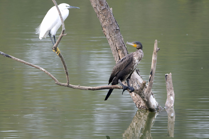 जलेवा र बकुल्ला