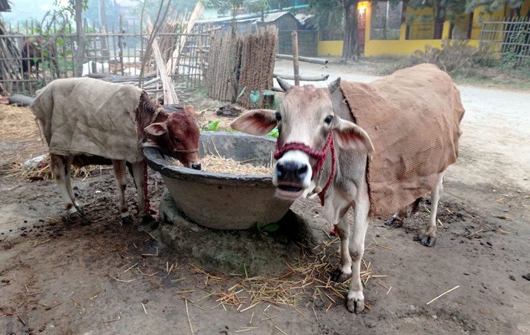 बोरा ओढाइएका पशुचौपाया