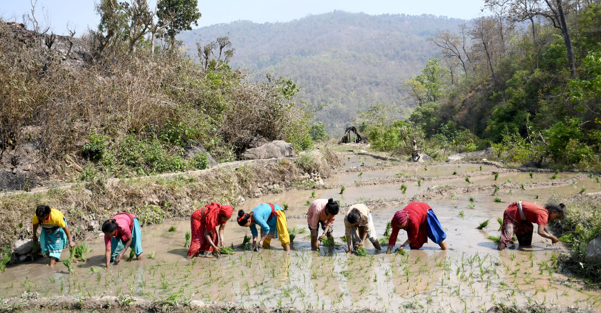 कोसीमा १४ प्रतिशत धान रोपाइँ