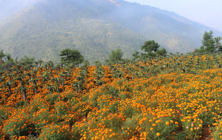 ड्रागन फ्रुटसँगै सयपत्री फूलको खेती