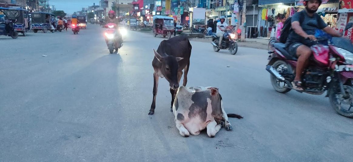 छाडा पशुचौपायाले धनगढी अस्तव्यस्त !