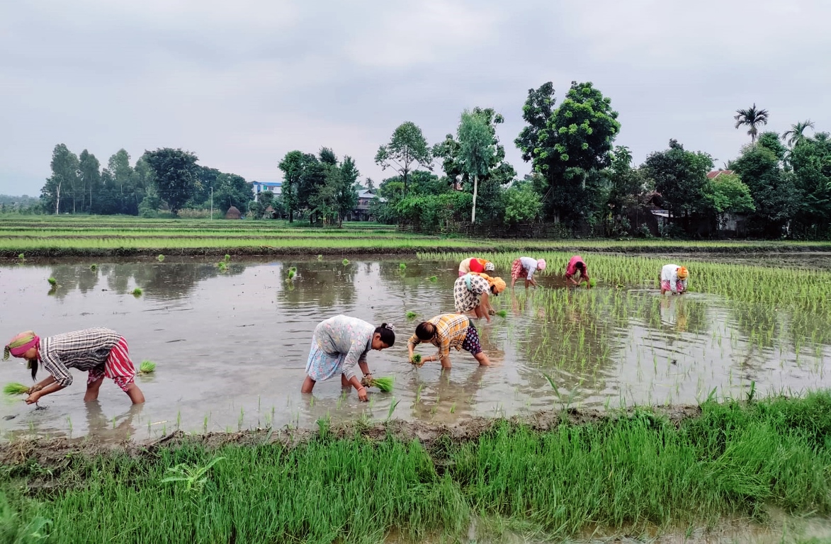 धान रोपाइँँ कम हुनुमा लम्पीस्किनको प्रभाव