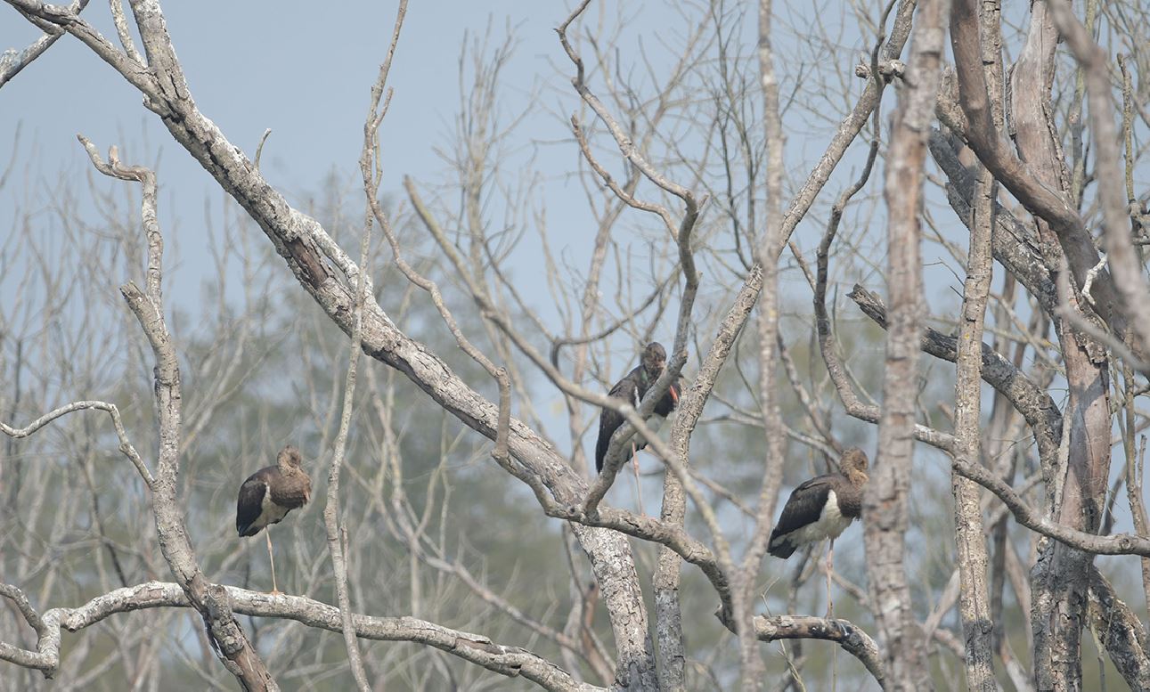 कालो गरुड