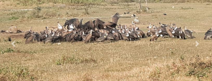 संरक्षणसँगै पर्यटनसँग जोडिँदै जटायु रेष्टुरेण्ट