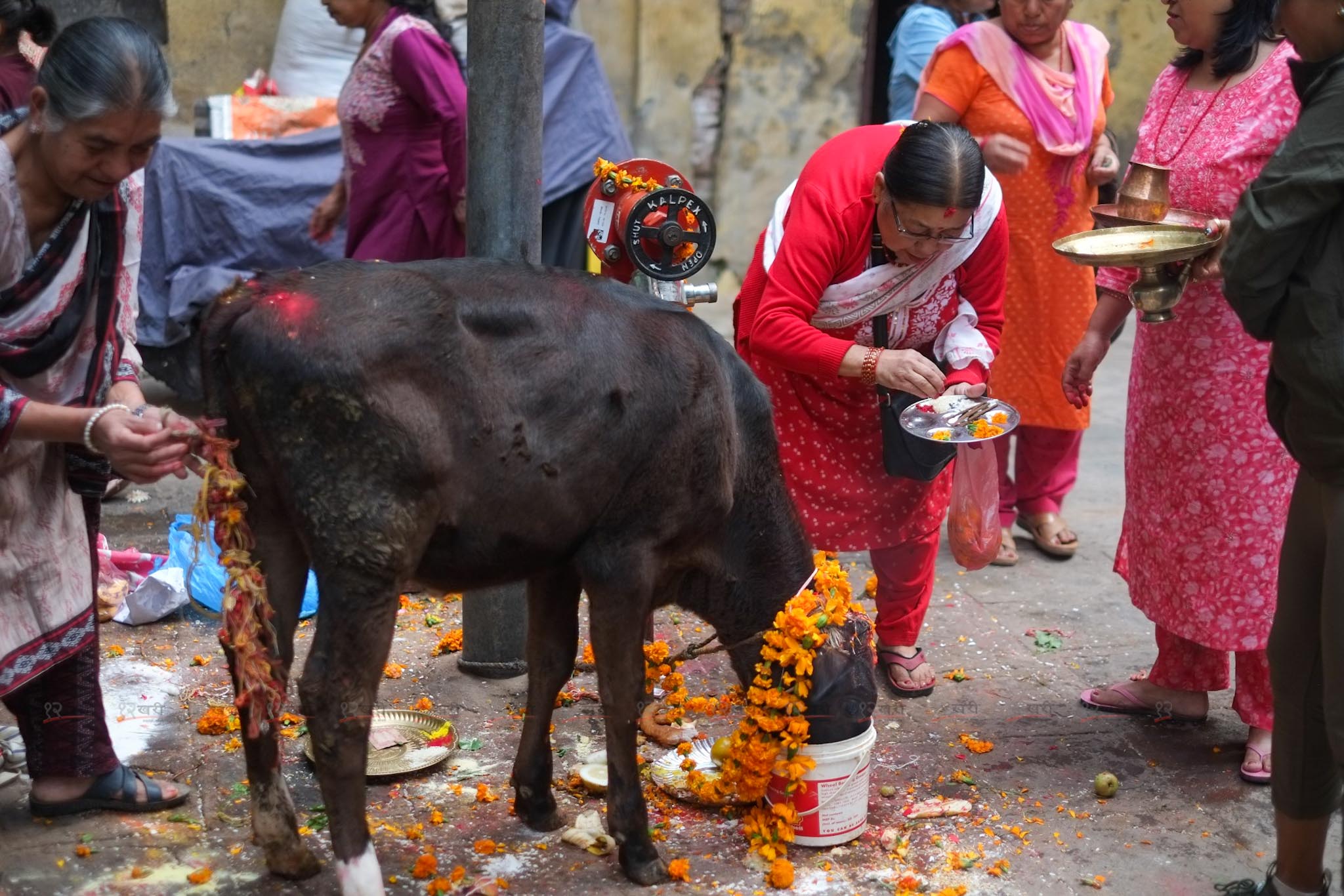 तिहारको चौथो दिन : गाई पूजा गरिँदै