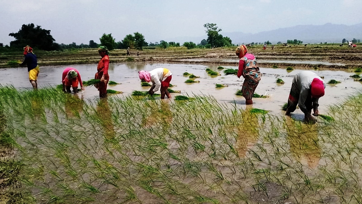 धान रोपाइँ