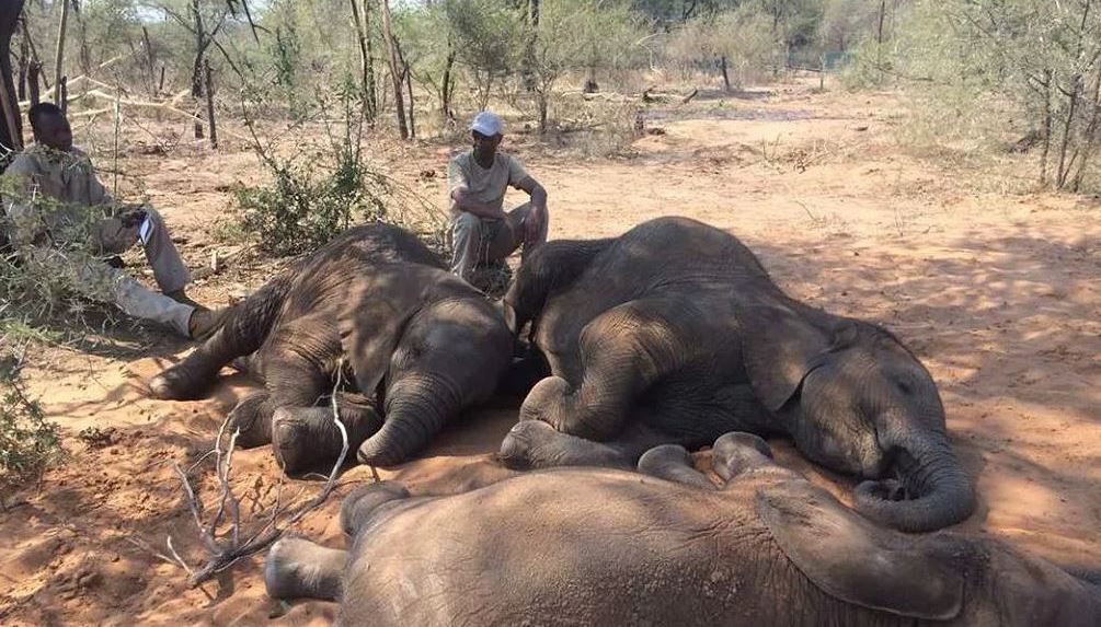 जिम्बाब्वेमा खडेरीले सय हात्ती मरे