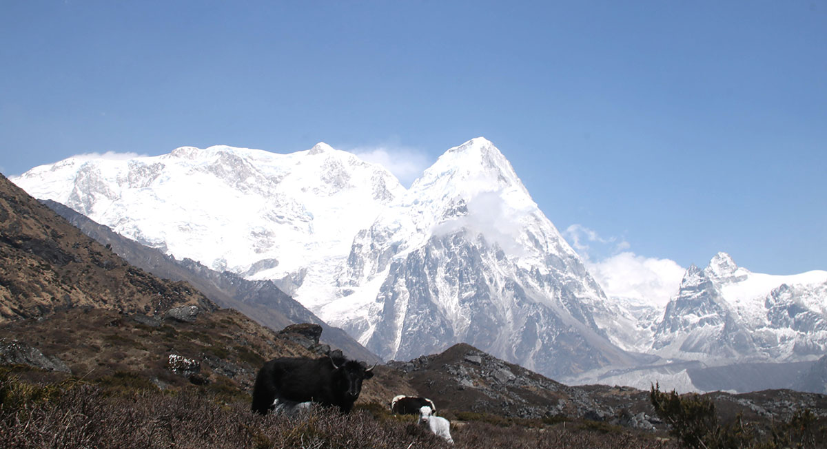 कञ्चनजंगाको काखमा चौँरी