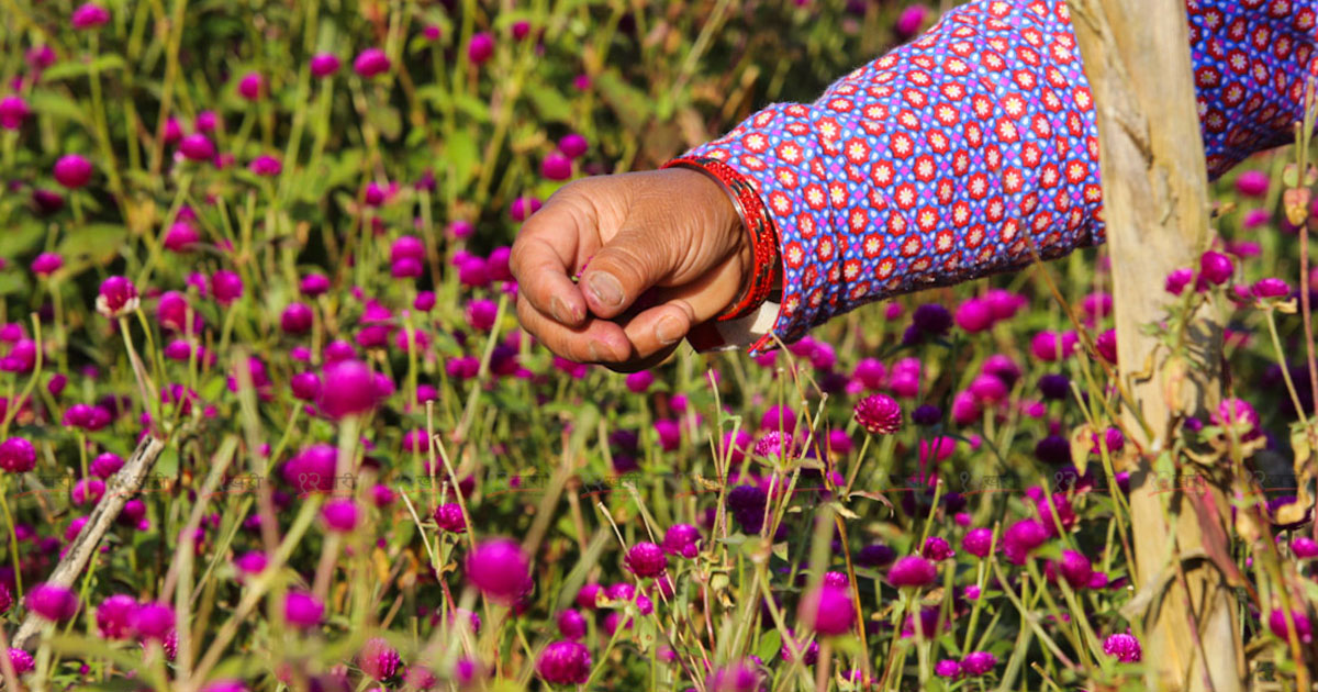 ४८ जिल्लाको २२१ हेक्टर क्षेत्रफलमा फूल खेती : तीन अर्बको बजार, कति हुन्छ आयात ?