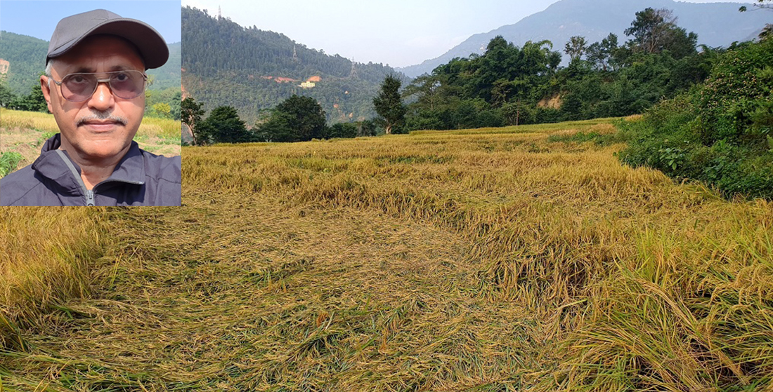 घाटाको खेतीमा प्रधानमन्त्री रोजगारको सम्भावना