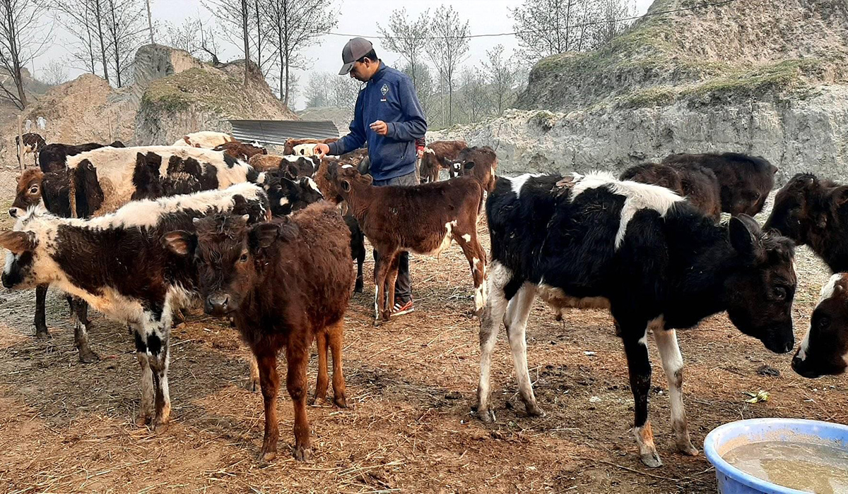 जो निषेधाज्ञामा छाडा गाईबाछा संरक्षणमा व्यस्त छन् 