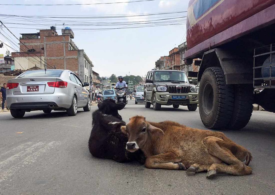 काठमाडौं महानगरले सडकमा भेटिएका गाईबाच्छा ‘काञ्जी हाउस’मा राख्ने