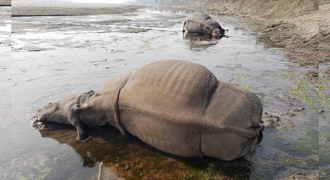 पन्ध्र वर्षमा ३२९ गैँडा मरे