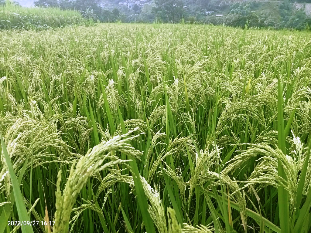 धानमा राते रोग लागे डाइमेथिएट विषादी प्रयोग गर्न सुझाव