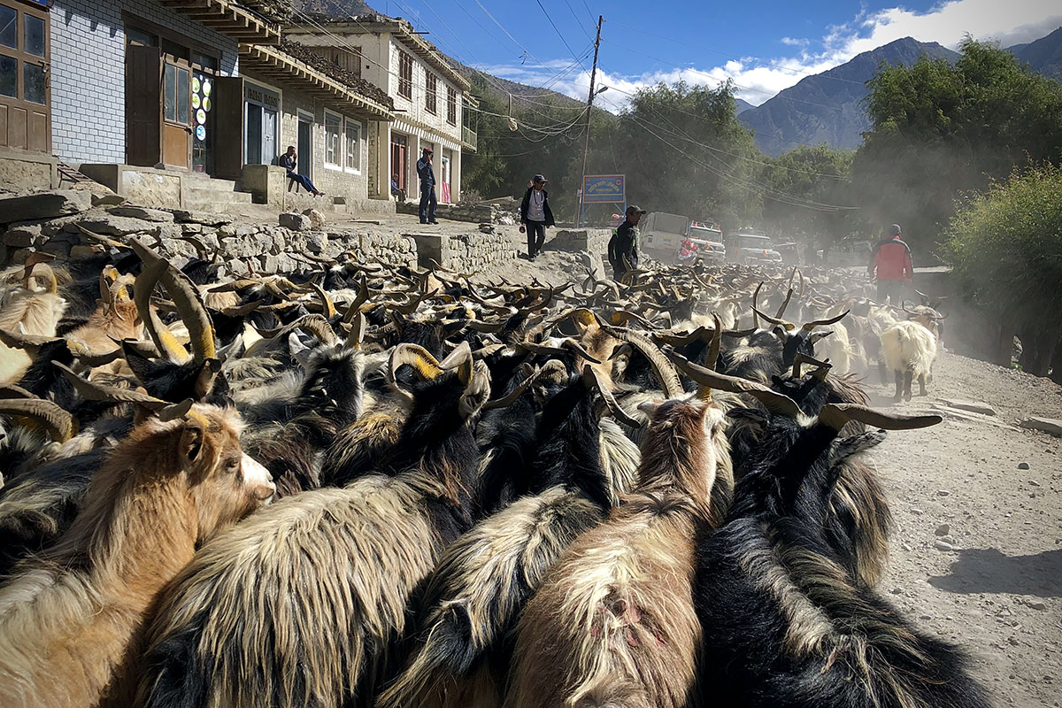 दसैंमा ४० हजार च्याङ्ग्रा र खसीबोका खपत गर्छ पोखरा