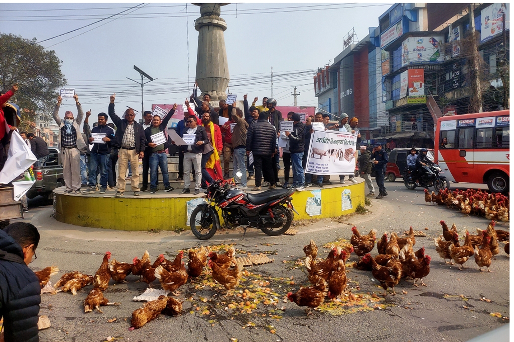 उचित मूल्य नपाएपछि सडकमा फालियो कुखुरा र अण्डा