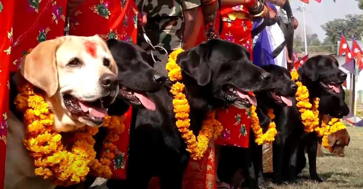 कुकुरको पूजा गरेर मनाइयो कुकुर तिहार