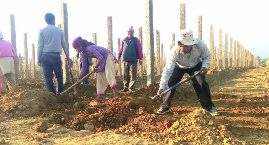 व्यवसायिक कृषिमा व्यस्त पूर्वमन्त्री विष्ट