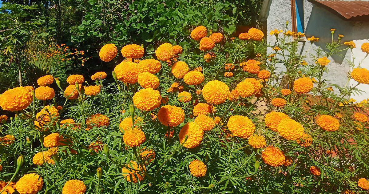 Marigold-Sayapatri-1699020850.jpg