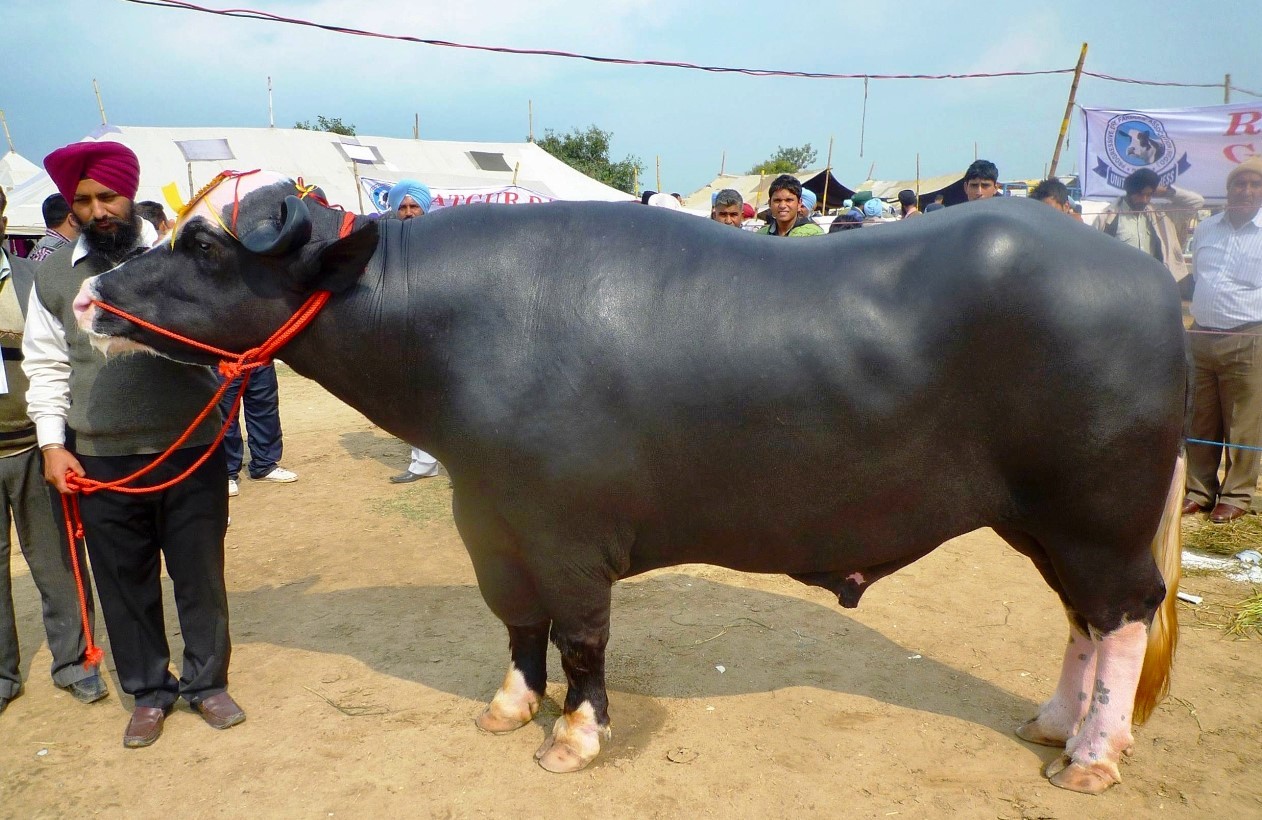 भारतबाट यसकारण ल्याइँदै छ १५ मुर्रा राँगा, पोखरा र लहानमा राखिने