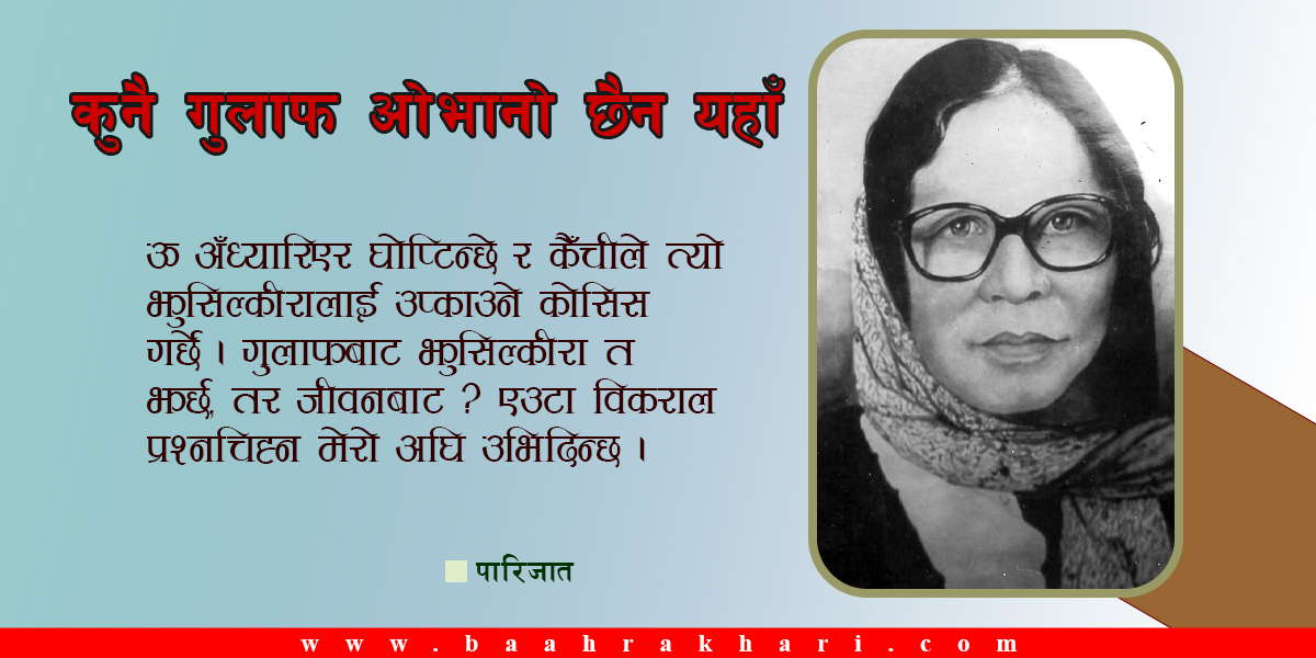 कुनै गुलाफ ओभानो छैन यहाँ