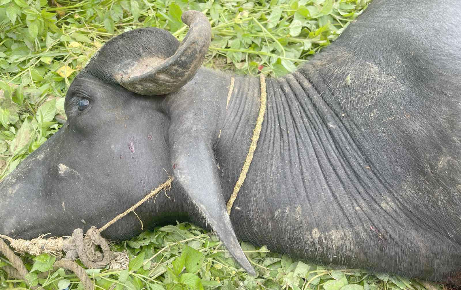 दोलखामा मान्छे घाइते बनाएको राँगोलाई गोली हानी मारियो