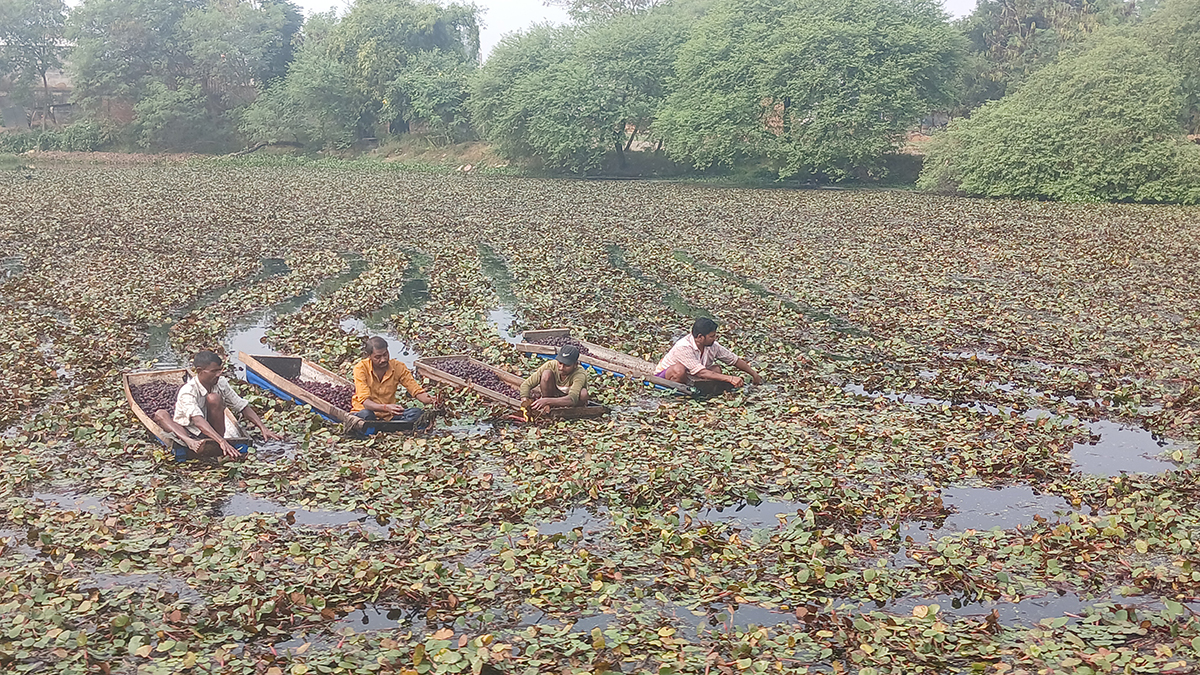 व्यावसायिक सिँगडाखेतीबाट गाउँमै लाखौँ आम्दानी