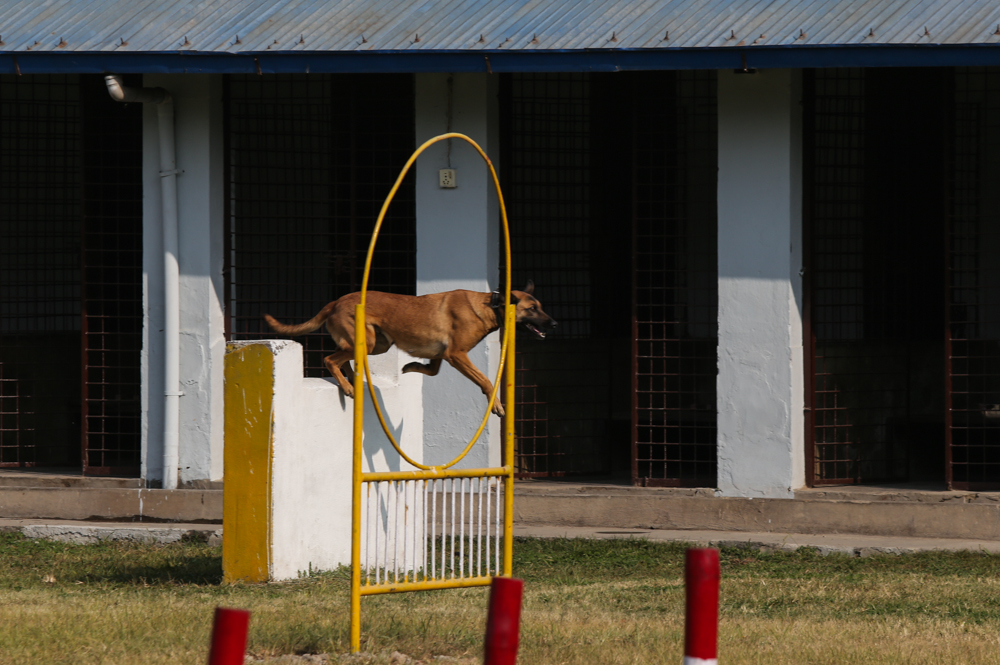 SunilPradhan_Police_Dog_12khariphotos-(11)-1699771913.jpg