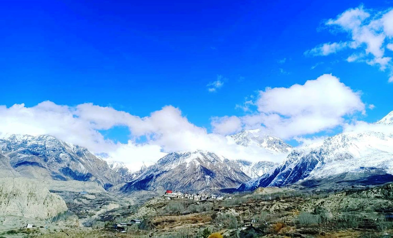 हिमचितुवाको आक्रमणबाट ८२ च्यांग्रा मरे