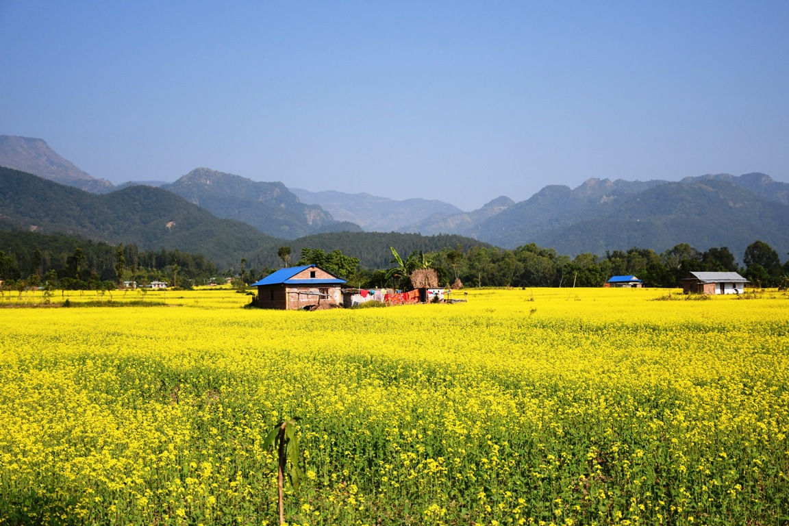 तोरी फुल्यो