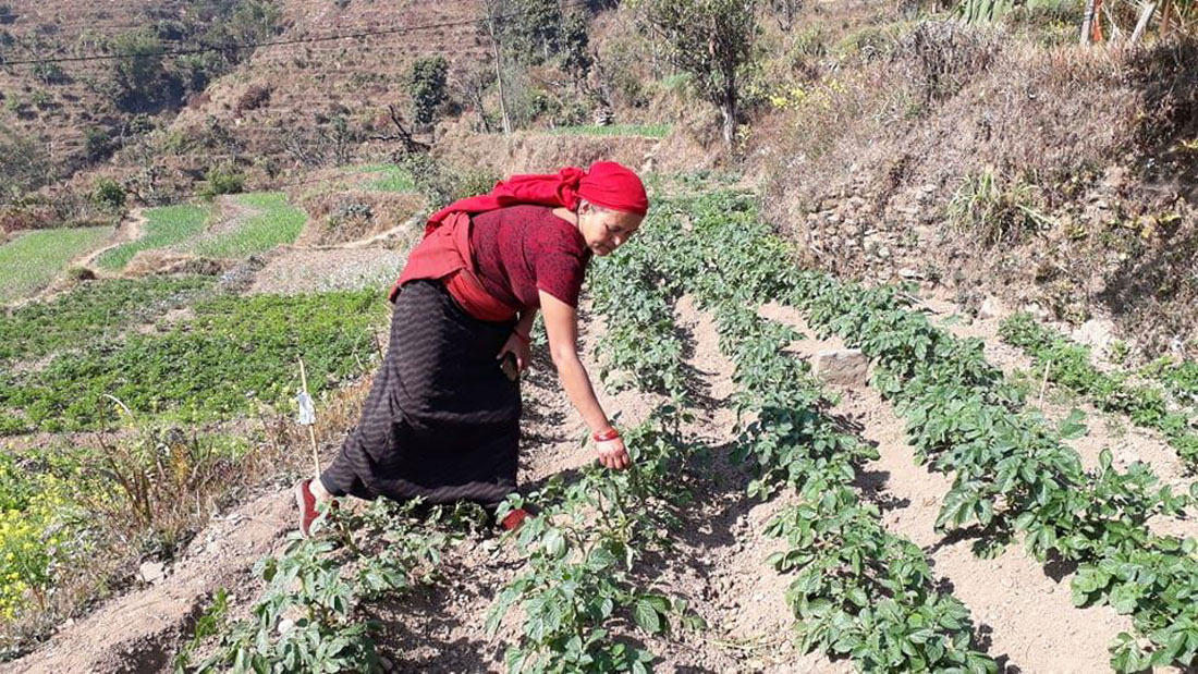 कृषि उत्पादनमा जलवायु परिवर्तनको असर बढ्दो