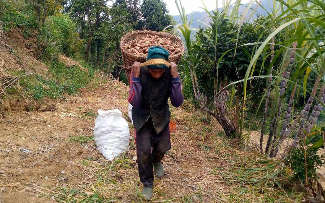 एउटै पालिकाबाट ६ करोडको अदुवा बिक्री